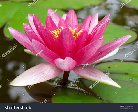 Red Water Lily Lotus Flower And Green Leaves Growing In A Pond Stock