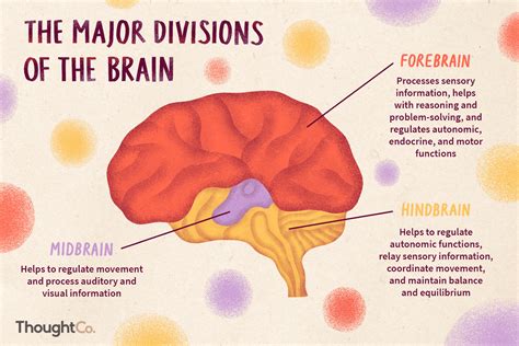 Divisions Of The Brain Forebrain Midbrain Hindbrain