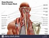 Pictures of Core Muscles Of The Neck