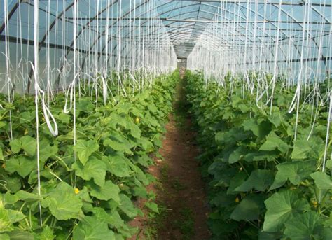 Grow Cucumbers In The Greenhouse The Main Agricultural Techniques