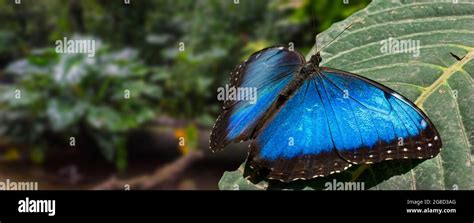 Peléides Azul Morfo Morfo Común Emperador Morpho Peleides