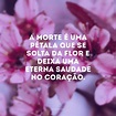 42 frases de saudades de quem morreu para homenagear quem partiu