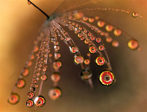 macro photographs of water droplets show nature s overlooked beauty