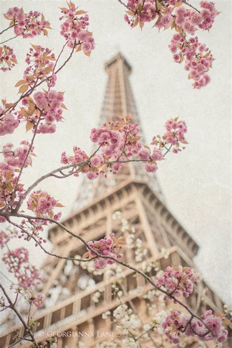 Paris Photography Eiffel Tower With Cherry Blossoms Spring In Paris