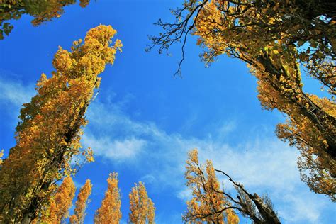 Yellow Poplar Trees In Blue Sky Free Stock Photo Public Domain Pictures