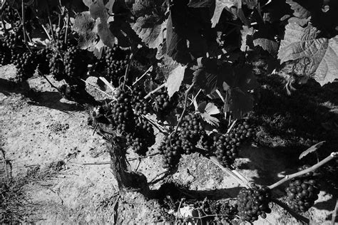 Grape Harvest 2 Mary Clare Flickr