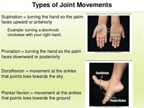 Section 2 Chapter 8 Joint Movements