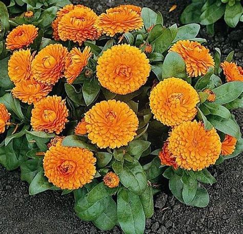 Whole dried flowers can also be added to soups, broths, and stews in the winter for an extra immunity boost. Mother Nature's Best Home Remedies | Annual flowers ...