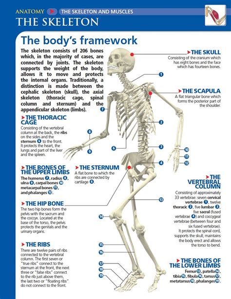 The Skeleton Consists Of 206 Bones Which In The Majority Of Cases Are