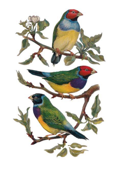 Vintage Birds Drawing Free Image Download