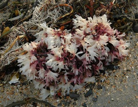 .ices link mundesley with the coastal town of cromer and the market town of north walsh.g plus a courtyard garden and patio with views across the. Sea Flowers | Daily Compass
