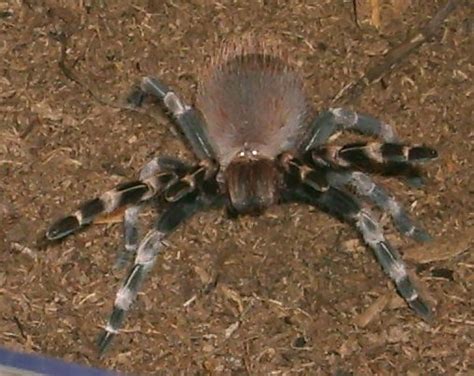 Nhandu chromatus | brazilian red & white (juvenile female, 3″). My Nhandu chromatus