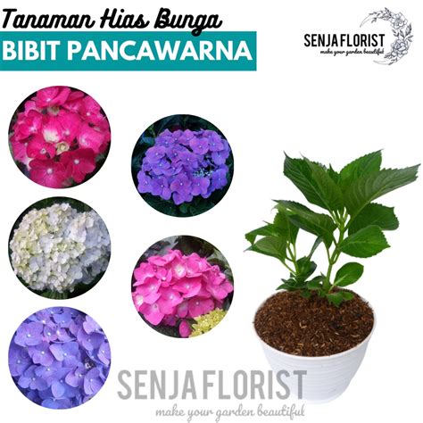 Jual Bibit Tanaman Bunga Pancawarna Hortensia Hydrangea Pecah