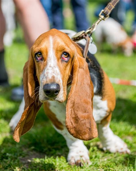 Basset Ears Up Stock Image Image Of Months Hound Listening 33849635