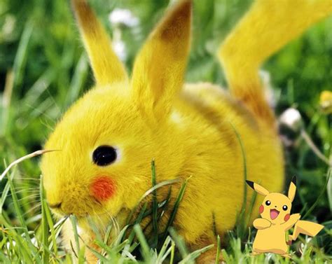 Page Not Found Pokemon In Real Life Cute Animal Photos Cute Animals