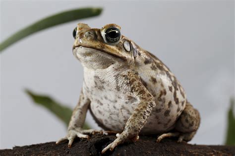 Research Reveals Male Frogs With Smaller Testicles Mate On Land To