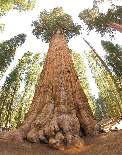 Sequoia National Park Wikipedia