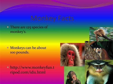 Ppt Monkeys Powerpoint Presentation Free Download Id2105195