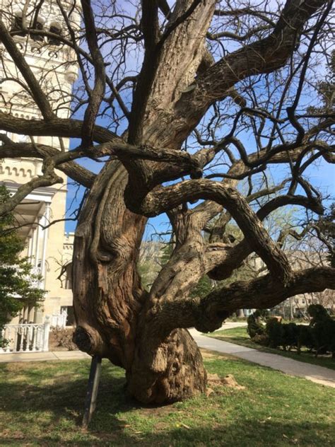 Famous And Unusual Dc Trees Highlighted In The Dcist Casey Trees