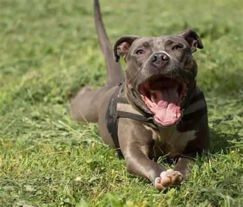 25 Pitbull Mixes Amazing And Adorable Dog You Wouldnt Believe Exist