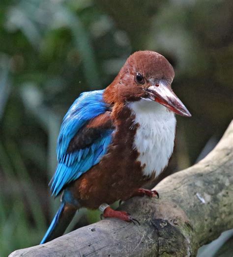 Pictures And Information On White Throated Kingfisher