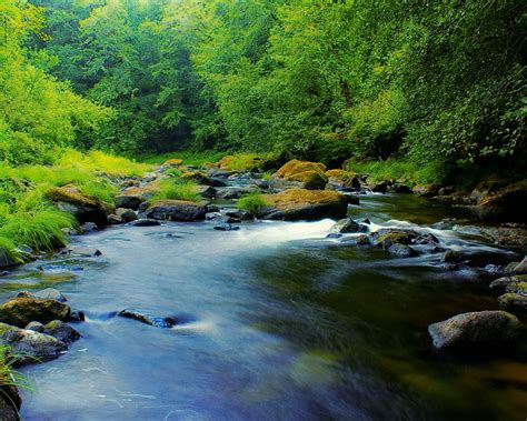 Mountain River In Oregon Usa Green Trees Grass Rocks Moss Clear Water