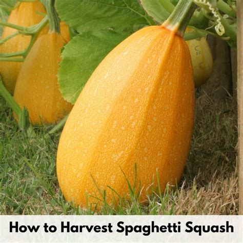 If you're not collecting the seeds, snip the. Harvesting and Preserving Archives - Together Time Family