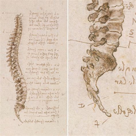 A Digital Redraw Of Leonardo Da Vincis Lovely Spine Study Rdigitalart
