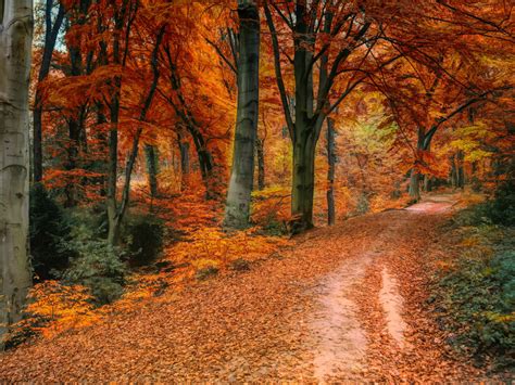 Desktop Wallpaper Autumn Tree Fall Pathway Hd Image Picture