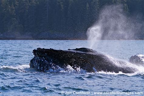 Humpback Whale Blow 22 Photo Picture Print Cornforth Images