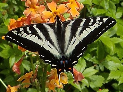 Papilio Eurymedon Bugguide Net