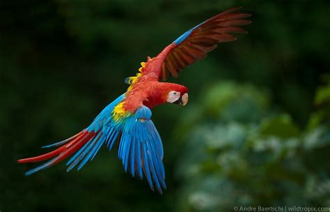 Scarlet Macaw Ara Macao Flying Above Canopy Wildtropix Andre