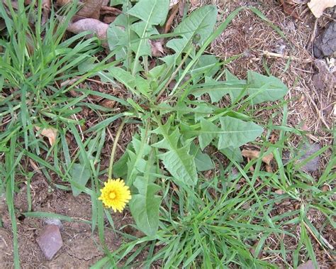 How To Get Rid Of Dandelion In Lawns And Garden Yates Australia