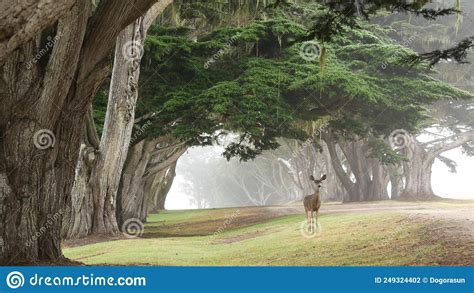 Wild Deer Grazing Fawn Animal Cypress Trees Tunnel Or Corridor In