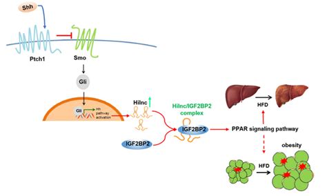 分子细胞科学卓越创新中心揭示hh信号通路通过hilnc参与肝脏脂质代谢的新机制 中国科学院上海分院