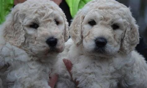 A po box 66084, seattle, wa 98125 shelter helping to find loving homes for cats. Goldendoodle Puppy for Sale - Adoption, Rescue for Sale in ...