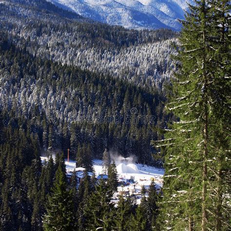 Pine Tree And Mountain Forest In Winter Stock Image