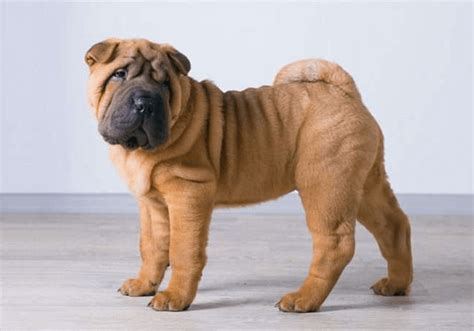Chinese Shar Pei Breed Information Puppies For Sale Online
