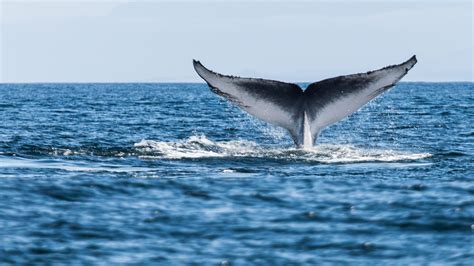 Antarcticas Blue Whales Return To South Georgia A Century After They