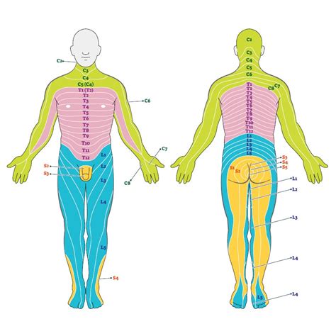 Herniated Disc Symptoms Therapy Surgery