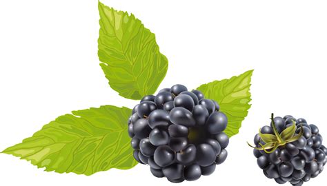 Blackberry With Leaves Png Image Purepng Free Transparent Cc0 Png