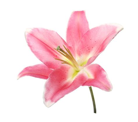 Beautiful Pink Lily Flower Isolated On White Stock Photo Image Of