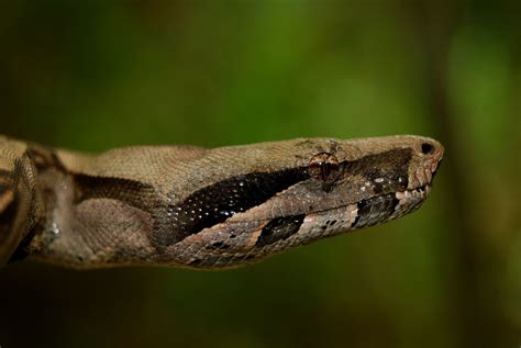 Serpientes Boa Constrictor