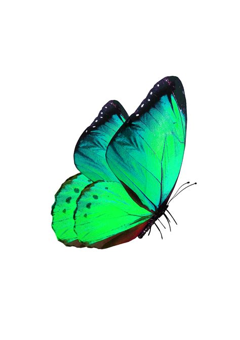 Green Butterfly Png Png Image Collection