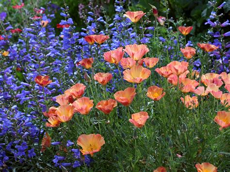 Sow These Seeds In Fall For A Head Start On Spring Blooms Sunset Sunset Magazine
