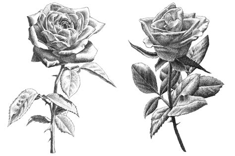 Realistic Roses Hand Drawing Illustrations On Creative Market