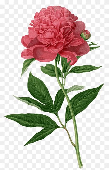 Free Download Red Peony Flower Art Botanical Illustration Botany
