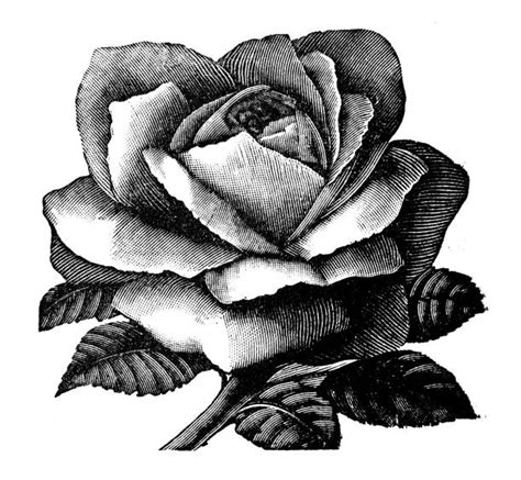 Royalty Free Black And White Rose Clip Art Vector Images