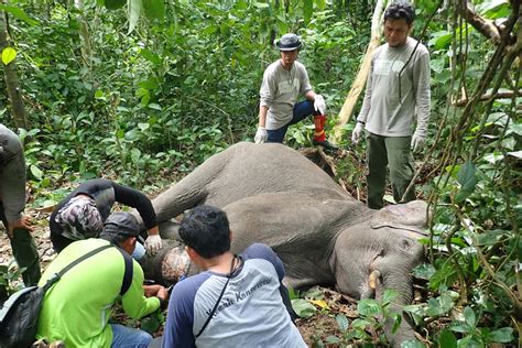 Threats Facing Asian Elephants International Elephant Project