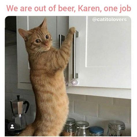 Karen Cat Funny Memes Hot Sex Picture